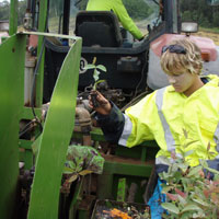 Why Qld Timber