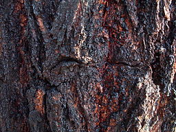 red ironbark bark native hardwood structural timber