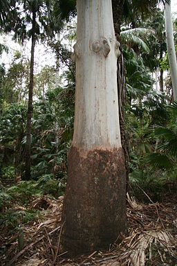rose gum queensland timber species
