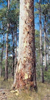 queensland spotted gum tree native forest