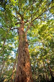 tallowwood hardwood queensland timber species
