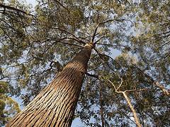 white mahogany tree queensland timber species